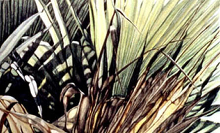 Palm